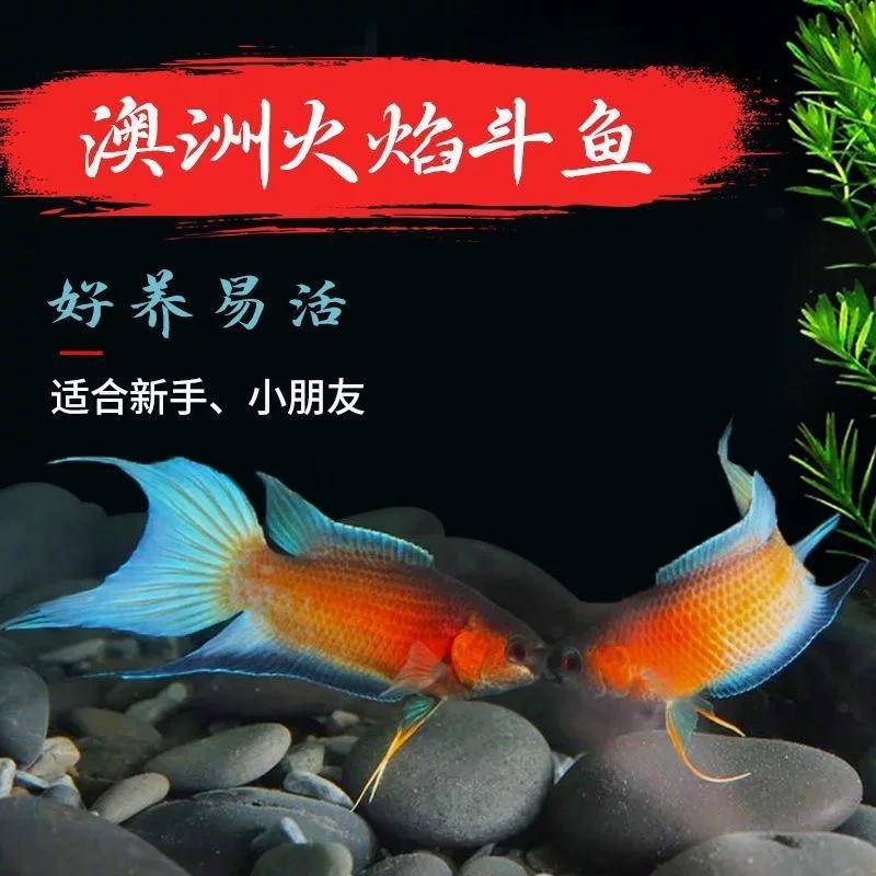 中国斗鱼红澳火斗鱼叉尾普叉斗鱼活鱼淡水冷水懒人新手观赏鱼耐活