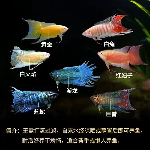 改良游龙无纹蓝中国斗鱼活体淡水冷水耐活好养观赏鱼免打氧懒人鱼