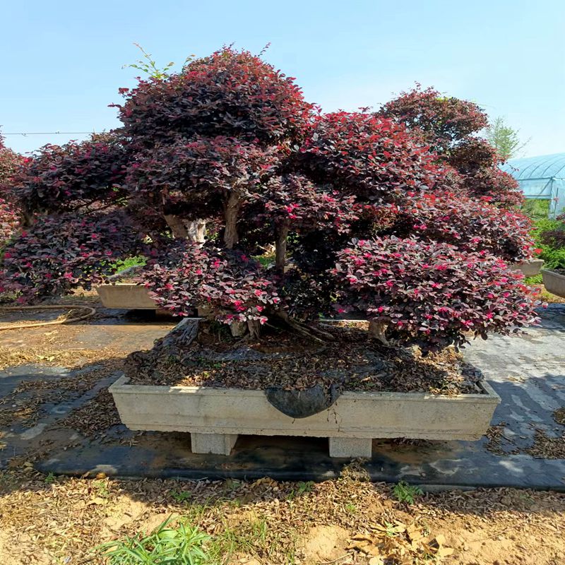 苏红园林红继木盆景老桩美观