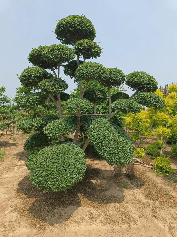 小叶女贞造型树球形苗庭院别墅亮晶篱笆围墙植物观叶四季常青苗木 鲜花速递/花卉仿真/绿植园艺 造型盆景 原图主图