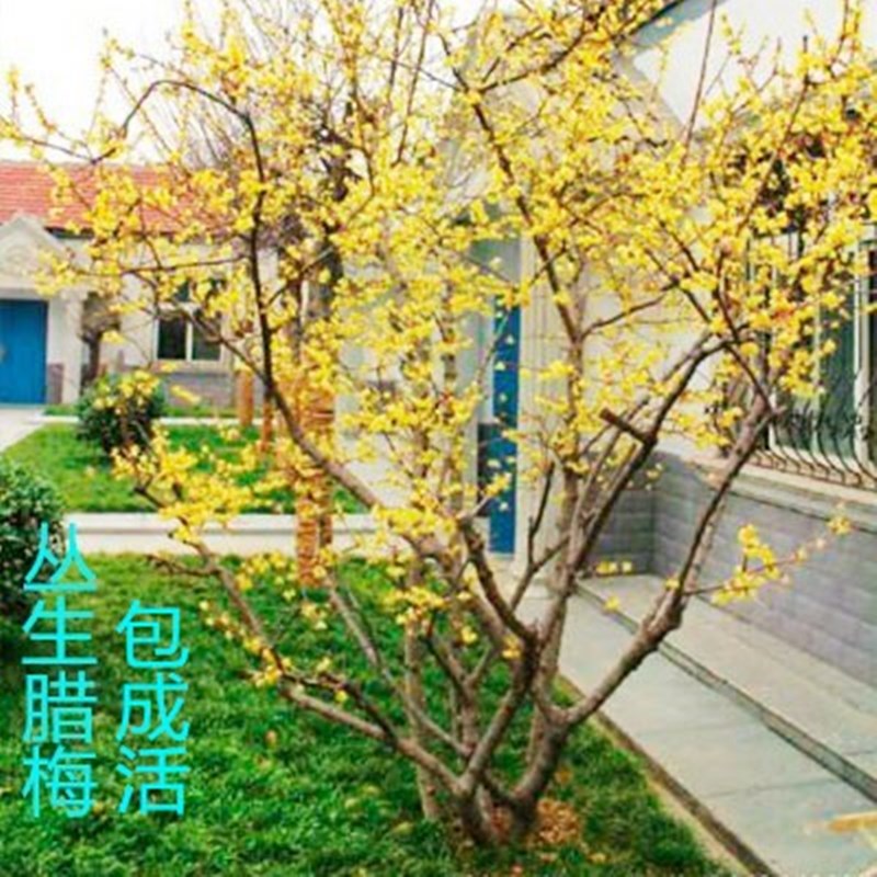 腊梅丛生树苗老桩盆栽棒棒糖嫁接素心腊梅树庭院地栽植物四季开花