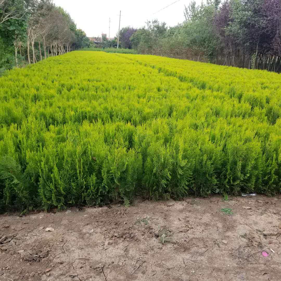 洒金柏球 盆景造型素材洒金柏 松柏绿化苗庭院道路工程绿化牛包邮