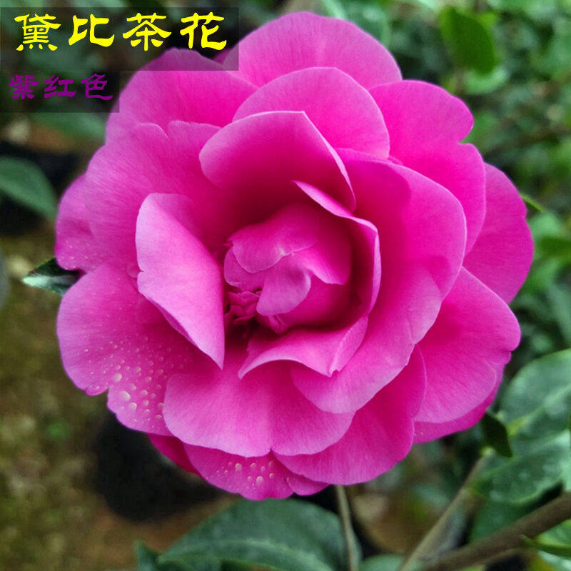 黛比新西兰冠军茶花进口稀缺名贵品种深紫粉色福建龙岩正品带花苞