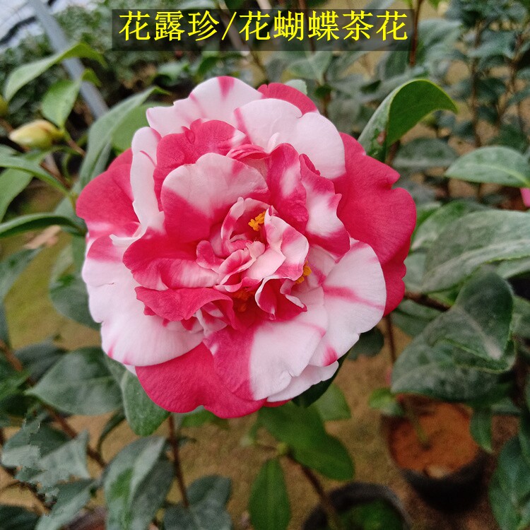 花露珍花蝴蝶茶花树苗花绣球精品盆栽室内外阳台客厅庭院花卉绿植