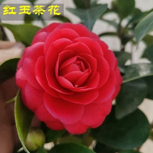 包邮 红玉山茶花树苗盆栽带花苞新品 种四季 花卉绿植艳红色室内正品