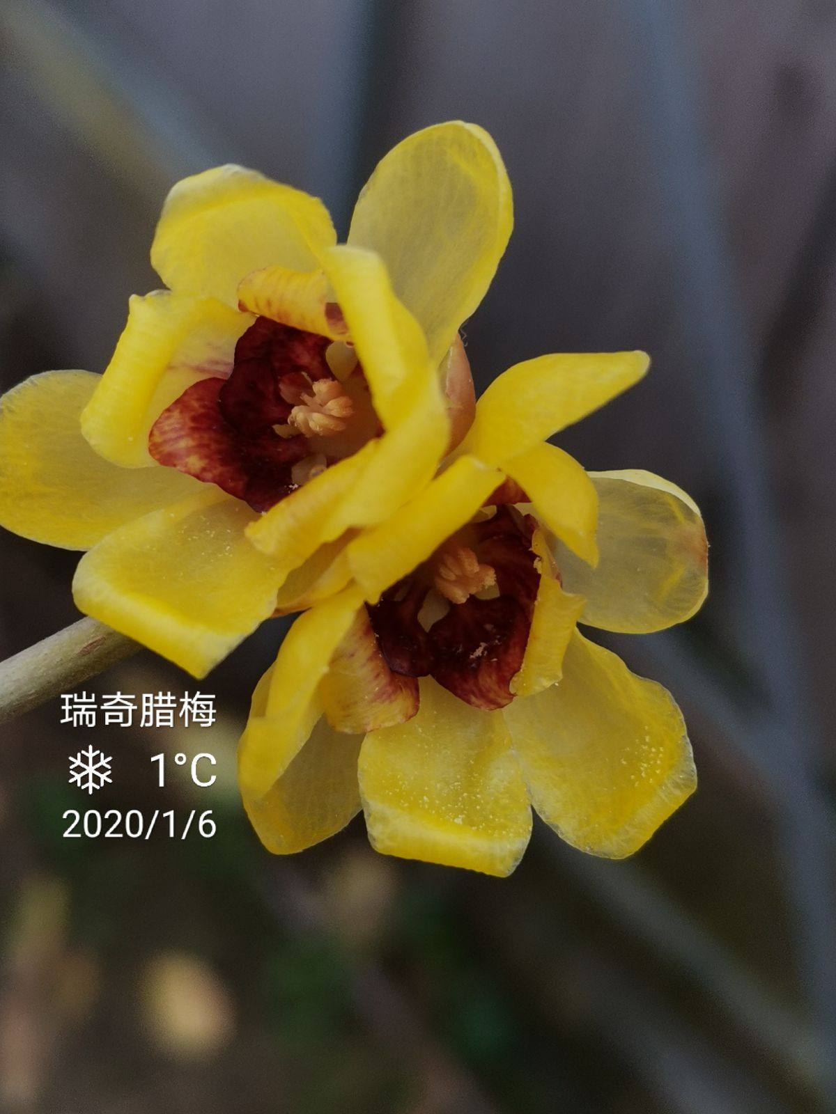 贵妃檀香腊梅鄢陵高杆庭院盆栽一物一拍阳台耐寒北方黄梅花浓香型