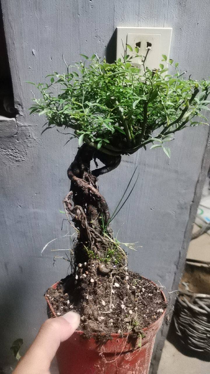 盆景树桩贞韩国姬蔷薇造型盆栽植物