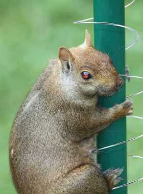 户外喂食器防松鼠偷吃弹簧装置Squirrel Proof Spring 松鼠挡板