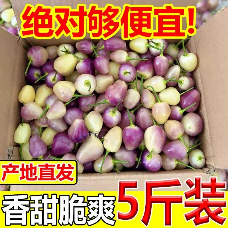 新鲜五彩椒广东七彩椒现摘整箱批