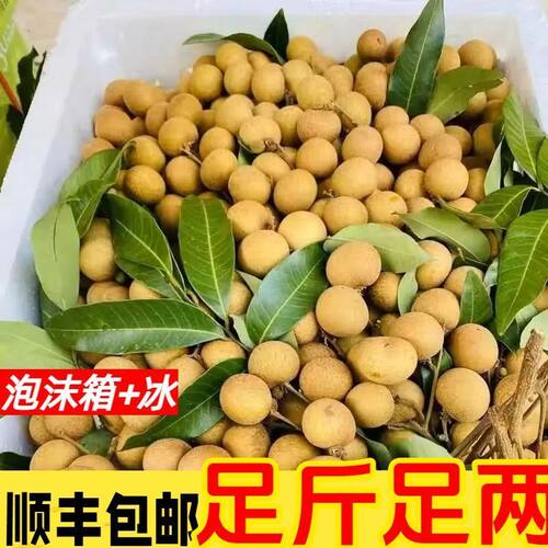 【送货上门】现摘石硖龙眼高州新鲜储良当季桂圆水果整箱顺丰包邮