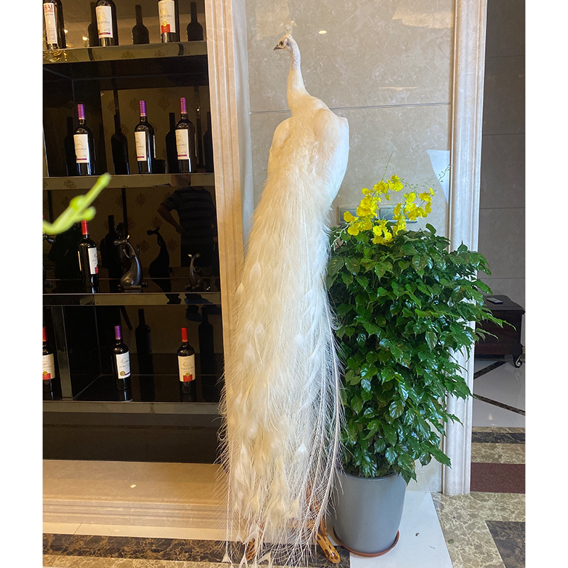 装饰别墅会所酒店客厅白孔雀标本