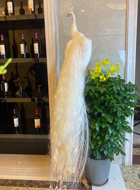 装饰别墅会所酒店客厅白孔雀标本