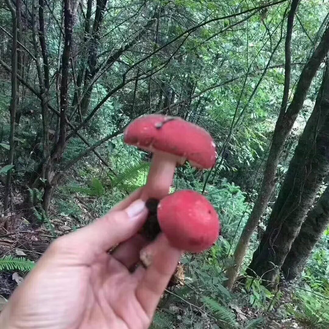 武平自采红菇闽西干货土特产