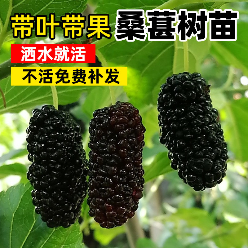 桑葚树苗果树果苗地盆栽南北方种植台湾长果养蚕大叶大果盆栽