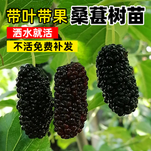 桑葚树苗果树果苗地盆栽南北方种植台湾长果养蚕大叶大果盆栽