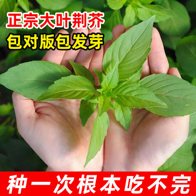 荆芥菜种籽大全河南大叶蔬菜种子孑四季荆棘菜籽荆芥菜种籽