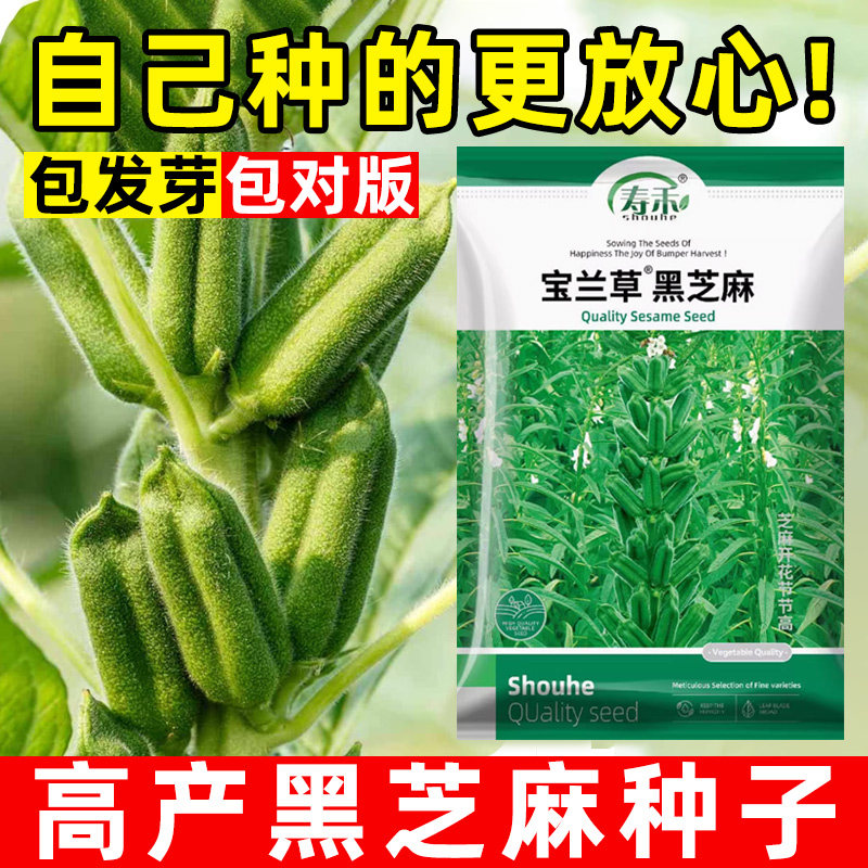 黑芝芝麻种子高油高产 芝麻种籽抗病耐旱大田农家庭院蔬菜种子
