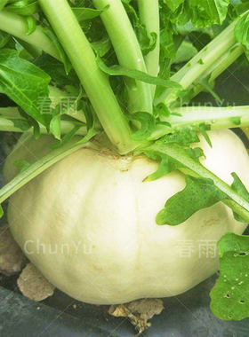蔬菜温州广东阳台秋冬季种子