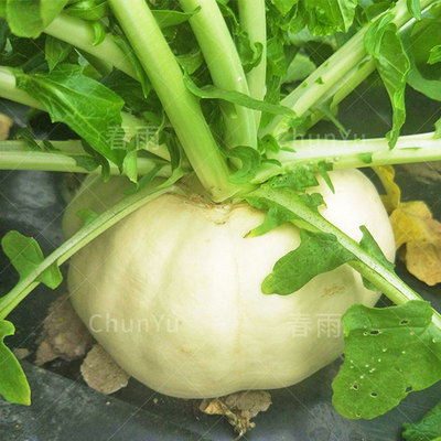 蔬菜温州广东阳台秋冬季种子