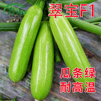 夏季农家各种瓜类西葫芦