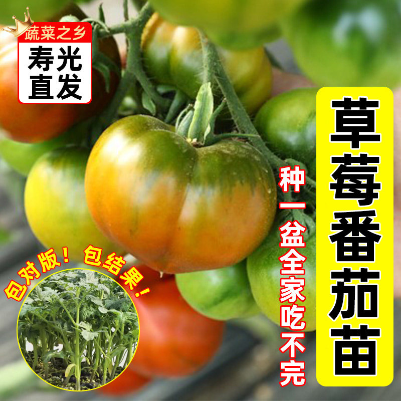 铁皮草莓番茄苗西红柿苗水果矮生阳台盆栽南方适合春天种的菜苗秧