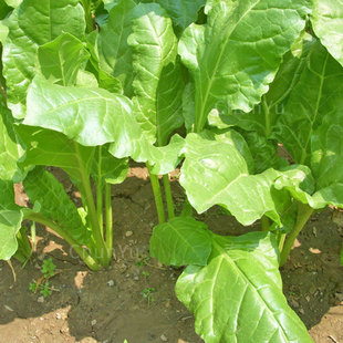 大叶牛皮菜种籽根达菜牛皮菜菜种四季夏季君达农家菜籽蔬菜种子孑