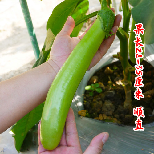 绿长茄子种籽青皮四季秧苗