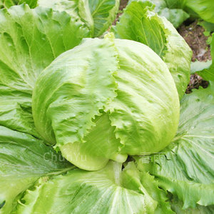 球生菜籽球形生菜球菜籽汉堡沙拉包心四季夏季籽种蔬菜种子圆种孑