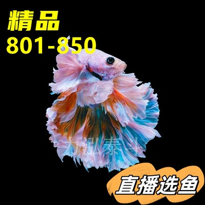 精品801-850泰国斗鱼活鱼包邮淡水鱼将军婚纱半月热带鱼力泓泰斗