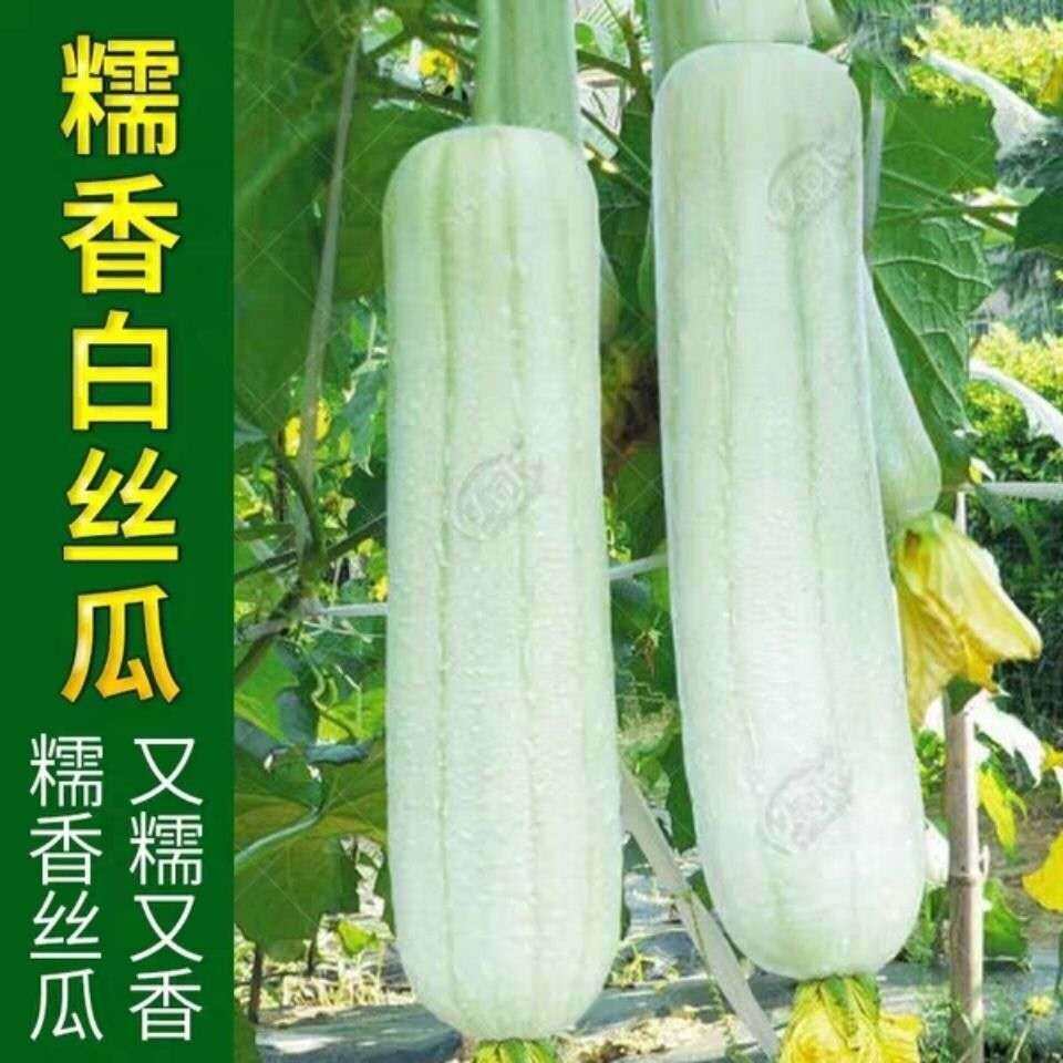 湖南白丝瓜种籽香白玉丝瓜种子早熟高产短棒大肉丝瓜种子蔬菜种孑
