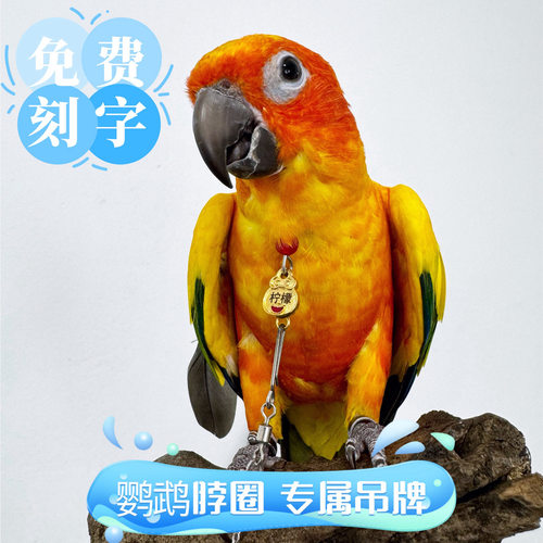 定制鹦鹉户外拴鸟脖圈链子刻字