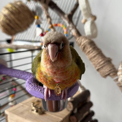 定制鹦鹉不锈钢脖套训练脖圈遛鸟小太脚链玄凤牡丹栓鸟链子绳子