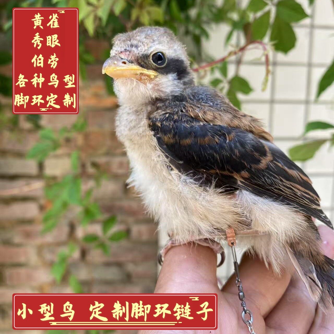新款伯劳鸟脚链红尾棕背虎纹脚链脚套专用伯劳专用脚套脚链不伤腿
