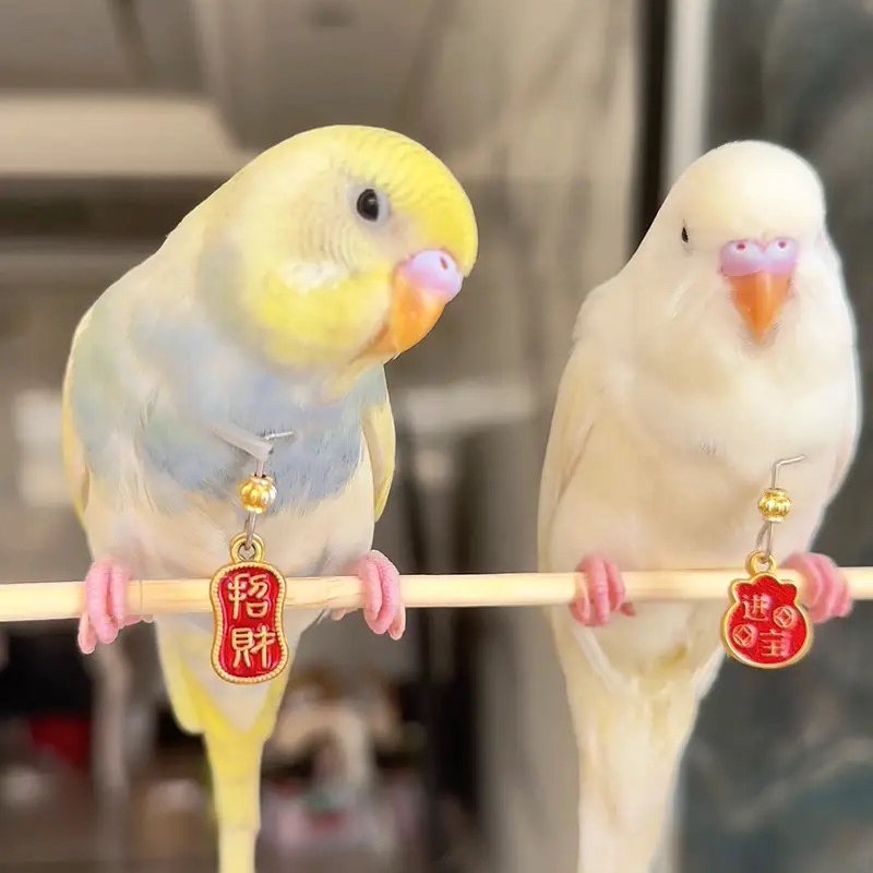 鹦鹉脖套虎皮玄凤牡丹脖圈不锈钢栓鸟链子外出牵引绳