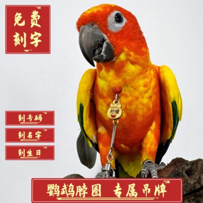 定制玄凤金太阳和尚小太阳