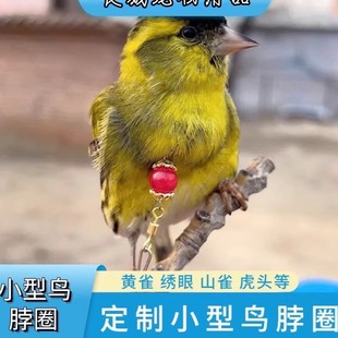 黄雀七彩文鸟脖套栓鸟不锈钢链子贝子大山雀绣眼脖圈小型鸟专用