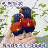 鹦鹉脖套小太阳定制刻字项链玄凤和尚金太阳脖套栓鸟放飞牵引脖圈