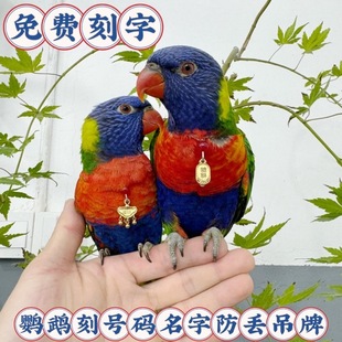 鹦鹉脖套小太阳定制刻字项链玄凤和尚金太阳脖套栓鸟放飞牵引脖圈