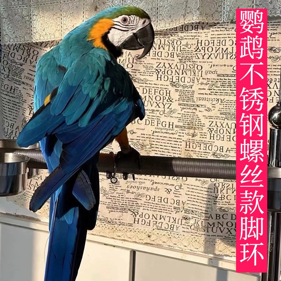 鹦鹉不锈钢脚环灰机小太螺丝款