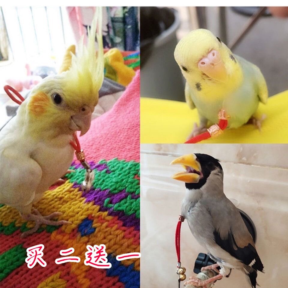 鹦鹉蜡嘴伯劳文鸟画眉拴鸟用脖套绳训鸟蜡嘴脖套绳锁鹦鹉脚环脚链