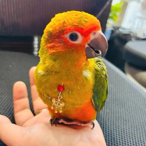 虎皮牡丹玄凤鹦鹉脖套