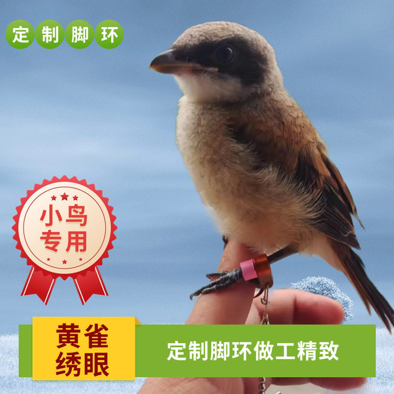 定制脚链脚环黄雀绣眼柳莺麻料黑子山雀伯劳等小鸟专用环做工精细