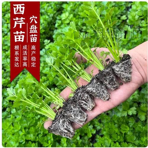 皇后西芹四季西芹四季香芹种子秋季盆栽阳台蔬菜种籽幼苗秧苗带土