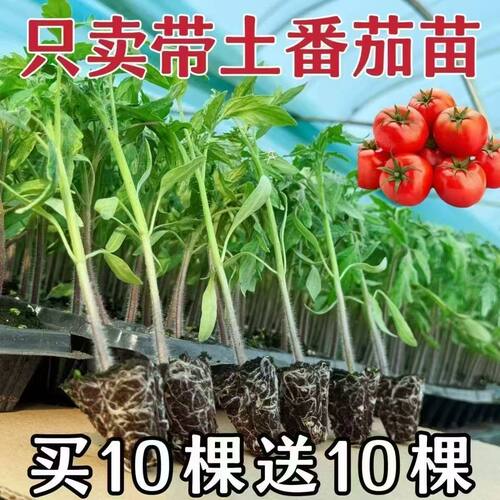 高产西红柿秧苗大粉蔬菜种植包对版基地带土发货阳台盆栽地栽