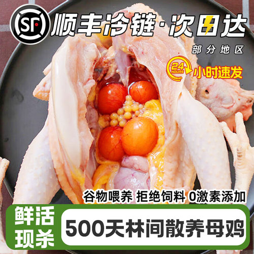 冷链包邮2年以上老母鸡鲜活宰杀