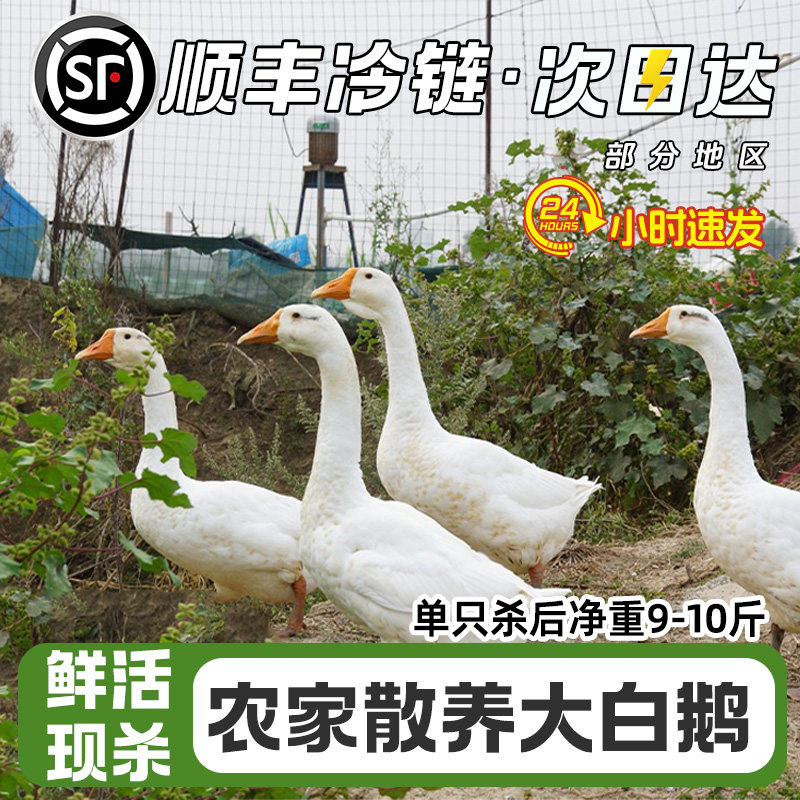 顺丰包邮鹅肉新鲜大鹅整只农家散养鲜活现杀鹅肉生鲜铁锅炖大鹅