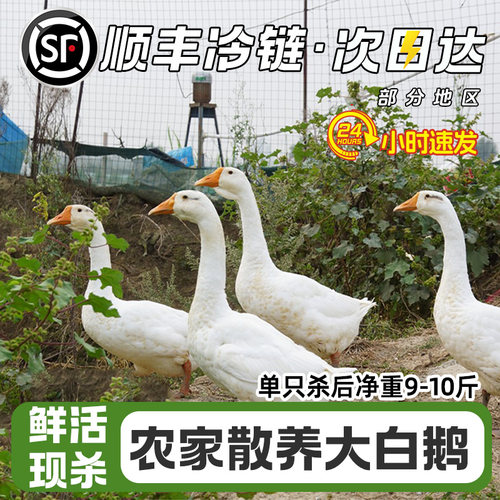 顺丰包邮鹅肉新鲜大鹅整只