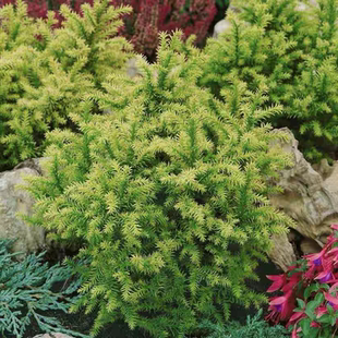 针叶树 日本柳杉 金叶维尔莫林 进口新品多年生小耐热寒花园庭院