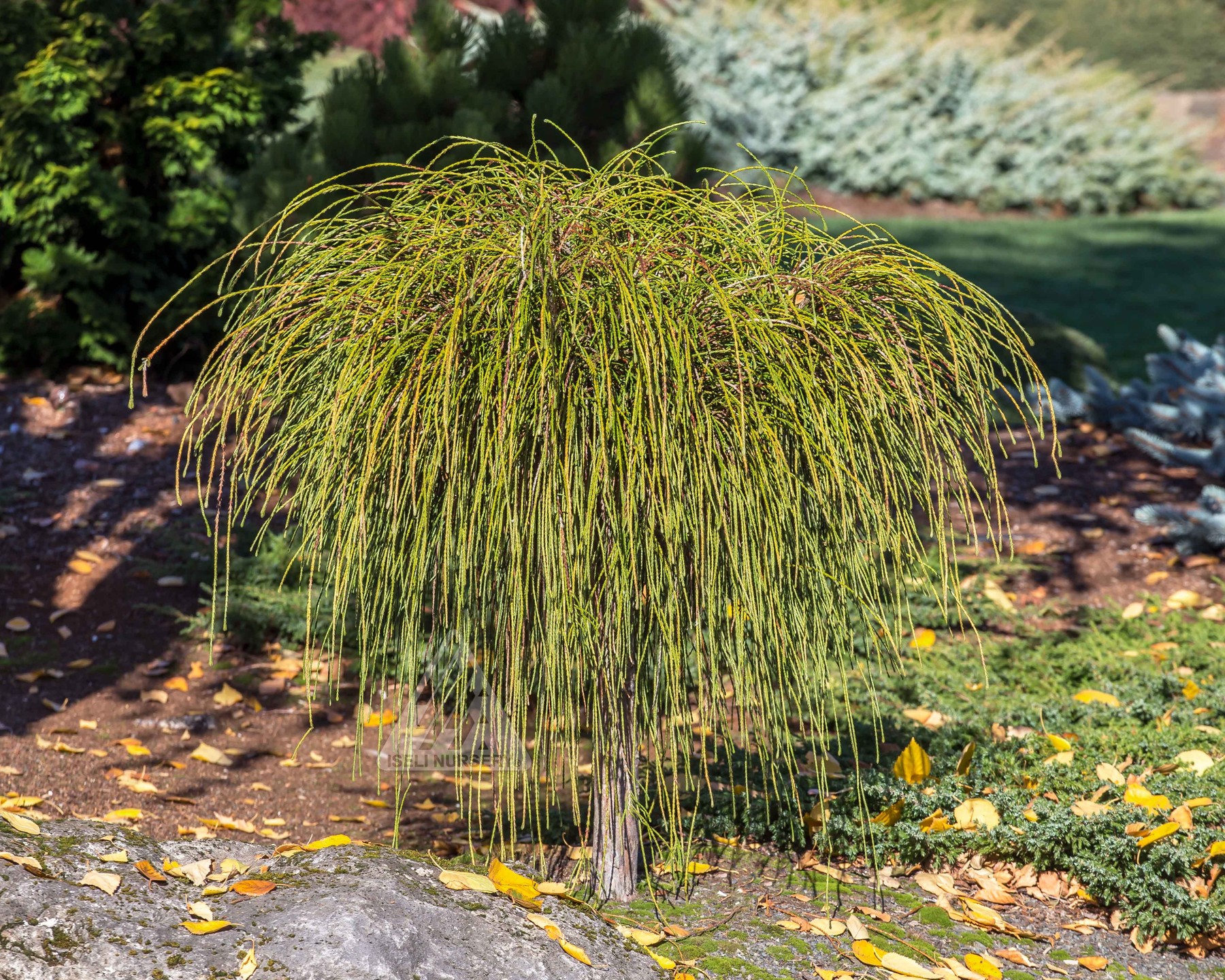 北美乔柏‘鞭绳'进口新品多年生常绿耐热寒花园庭院阳台盆栽好养