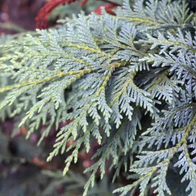 黄扁柏‘蓝灰’进口新品多年生四季常绿耐热寒花园庭院阳台盆栽